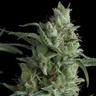 Auto Kryptonite cannabis seeds by Pyramid Seeds
