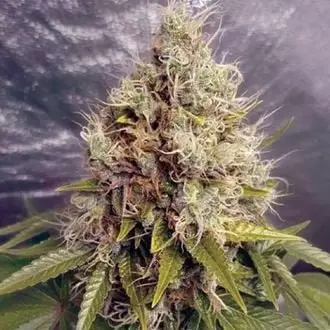 Auto Kush Mass cannabis seeds by Garden of Green