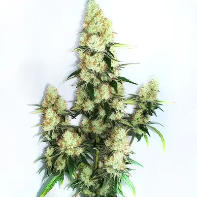 Auto Kush XL cannabis seeds by Blimburn Seeds