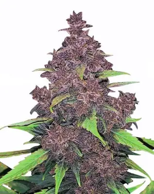 Auto Kushberry Moonrocks cannabis seeds