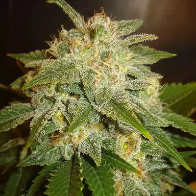 Auto La Bella Afrodita cannabis seeds by Delicious Seeds