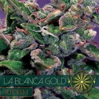 Auto La Blanca Gold cannabis seeds by Vision Seeds