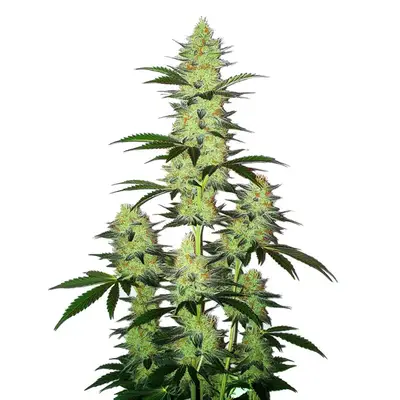 Auto LA Confidential cannabis seeds by Blimburn Seeds