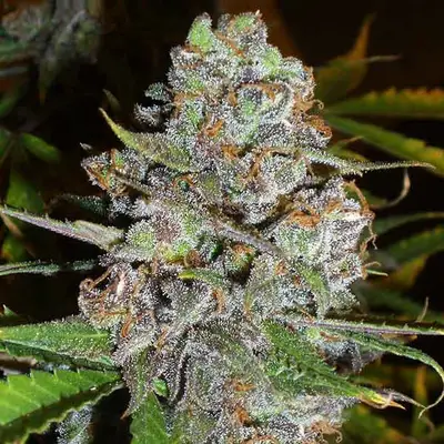 Auto La Diva cannabis seeds by Delicious Seeds