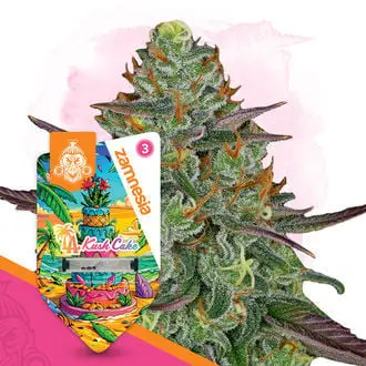 Auto LA Kush Cake cannabis seeds