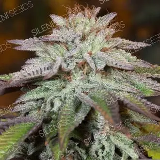 Auto LA Vanilla Cake cannabis seeds by Silent Seeds