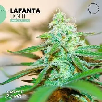 Auto Lafanta Light cannabis seeds