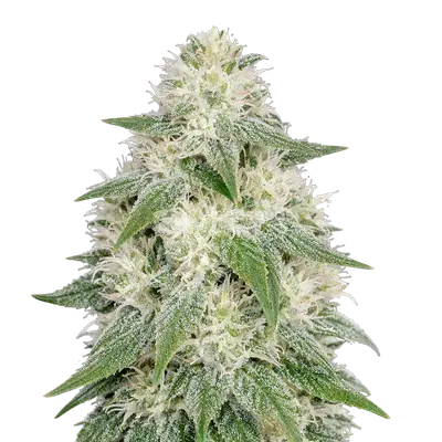 Auto Lamb's Bread cannabis seeds