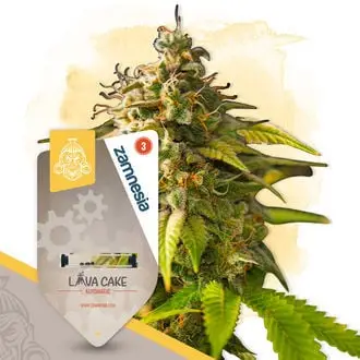 Auto Lava Cake cannabis seeds by Zamnesia Seeds
