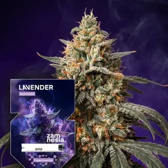 Auto Lavender cannabis seeds by Zamnesia Seeds