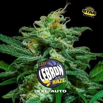 Auto Lebron Haze XXL cannabis seeds