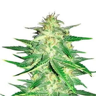 Auto Lemon AK cannabis seeds