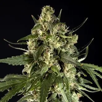 Auto Lemon Auto CBD cannabis seeds by Philosopher Seeds