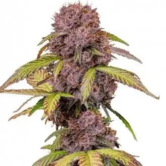 Auto Lemon Cherry Cookies cannabis seeds by Fastbuds
