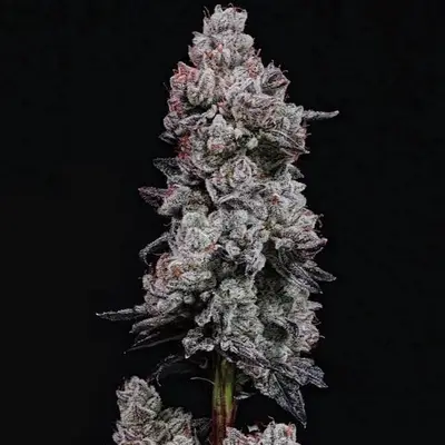 Auto Lemon Cherry Gelato RF3 cannabis seeds