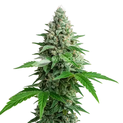 Auto Lemon Cherry Gelato cannabis seeds