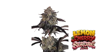 Auto Lemon Cherry Sundae cannabis seeds