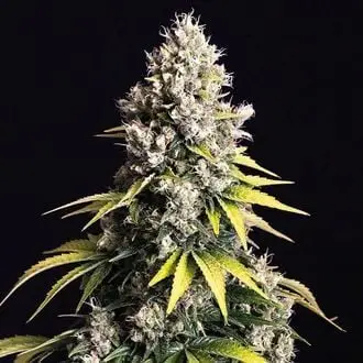 Auto Lemon Cream Kush cannabis seeds by Spliff Seeds