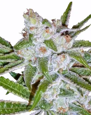 Auto Lemon Haze cannabis seeds