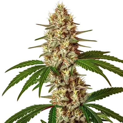 Auto Lemon Jack cannabis seeds by Blimburn Seeds