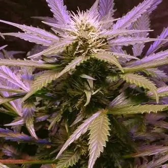 Auto Lemon OG Haze cannabis seeds