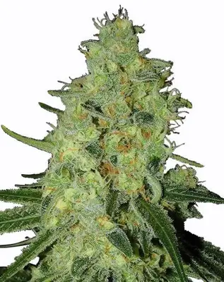 Auto Lemon OG cannabis seeds by MSNL