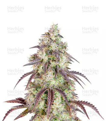 Auto Lemon Pie cannabis seeds