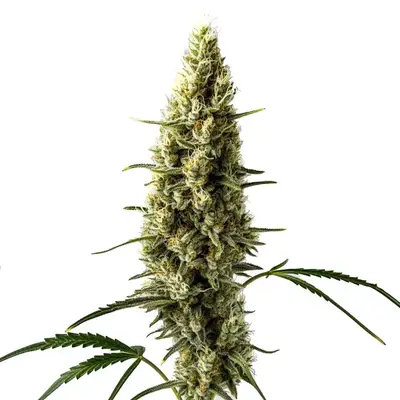 Auto Lemon Skunk cannabis seeds by Blimburn Seeds