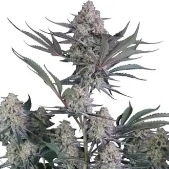 Auto Lemon Tree cannabis seeds by Fastbuds