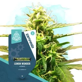 Auto Lemon Wonder cannabis seeds