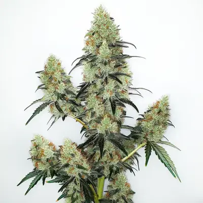 Auto Lemon Zkittlez cannabis seeds by Blimburn Seeds
