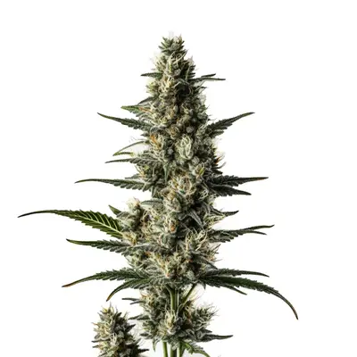 Auto Lemon cannabis seeds by Blimburn Seeds