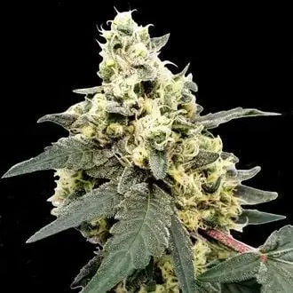 Auto Lemonade cannabis seeds by Paradise Seeds