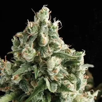 Auto Lennon cannabis seeds by Pyramid Seeds