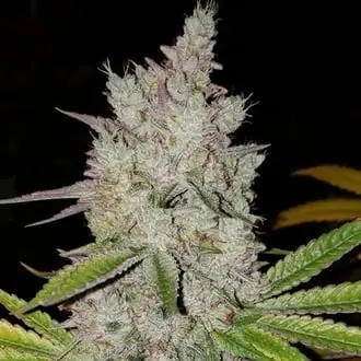 Auto Lilac Diesel Auto RBX2 cannabis seeds
