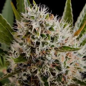 Auto Lithium OG Kush cannabis seeds