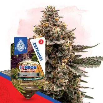 Auto London Pound Cake cannabis seeds by Zamnesia Seeds