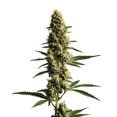Auto Love Potion cannabis seeds by Blimburn Seeds