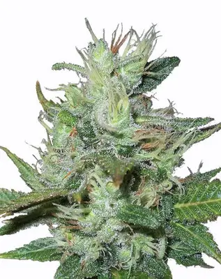 Auto Lowryder cannabis seeds
