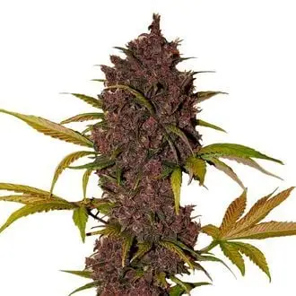 Auto LSD-25 cannabis seeds by Fastbuds