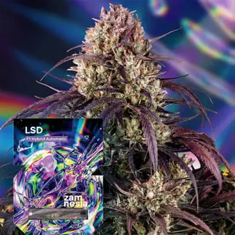 Auto LSD F1 cannabis seeds by Zamnesia Seeds