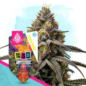 Auto LSD cannabis seeds by Zamnesia Seeds