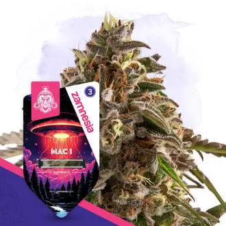 Auto MAC 1 cannabis seeds by Zamnesia Seeds