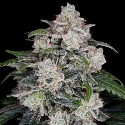 Auto Mac N Me cannabis seeds