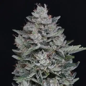 Auto MAC² cannabis seeds by Pure Instinto