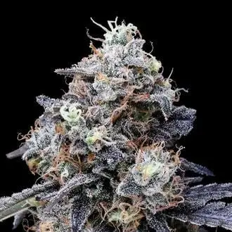 Auto MACmelon cannabis seeds by DNA Genetics