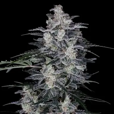 Auto MacNana cannabis seeds