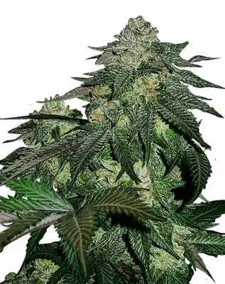 Auto Magnum cannabis seeds