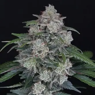Auto MAK OG cannabis seeds by Pure Instinto