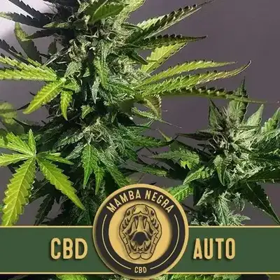 Auto Mamba Negra CBD cannabis seeds by Blimburn Seeds